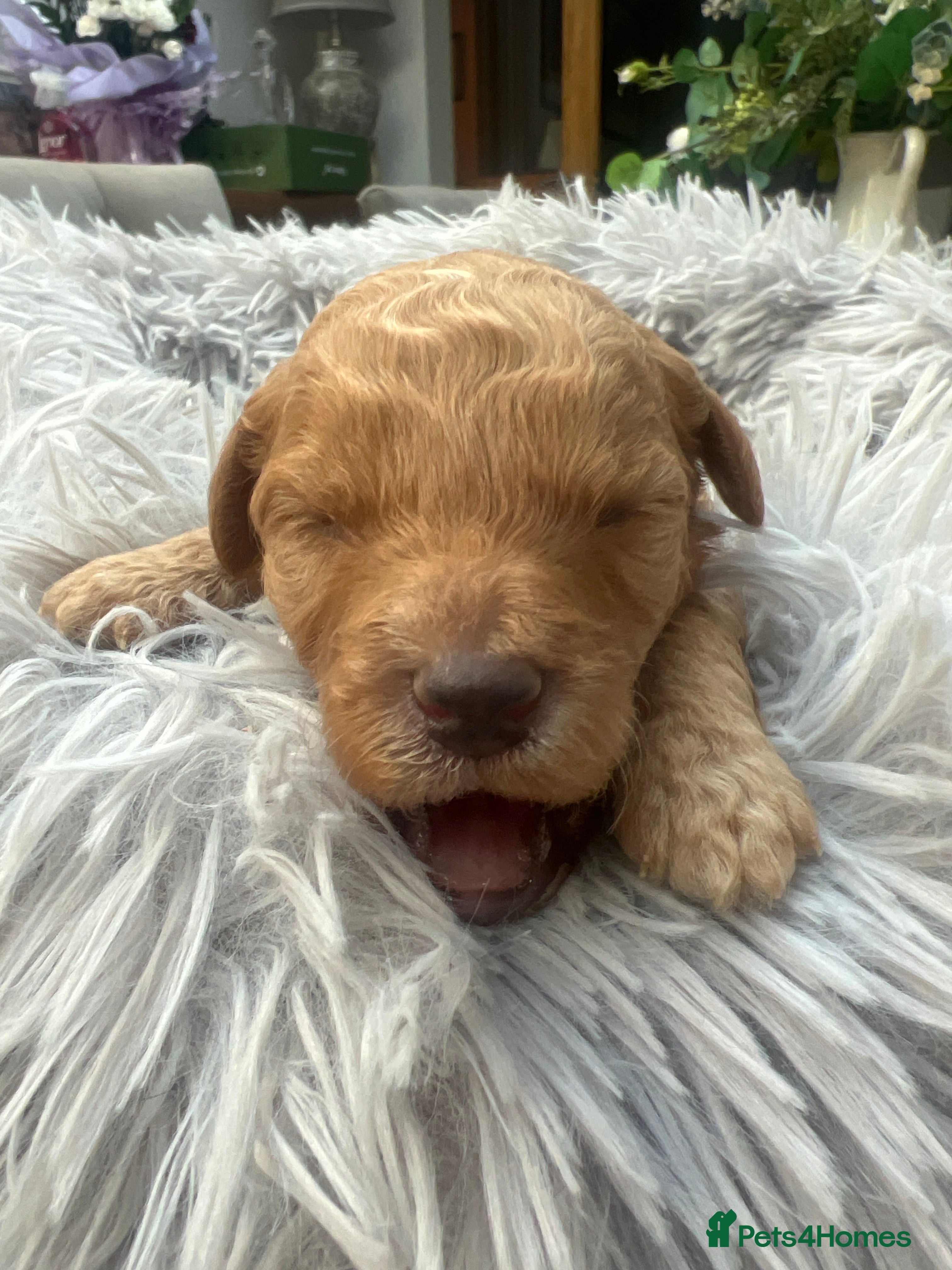 Cavapoo dogs ❤️ BEAUTIFUL F1B CAVAPOO PUPPIES 💙 - Advert 2
