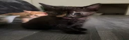 Mixed Breed cats for sale: Adorable little kittens. Mixed breed.  - Advert 20