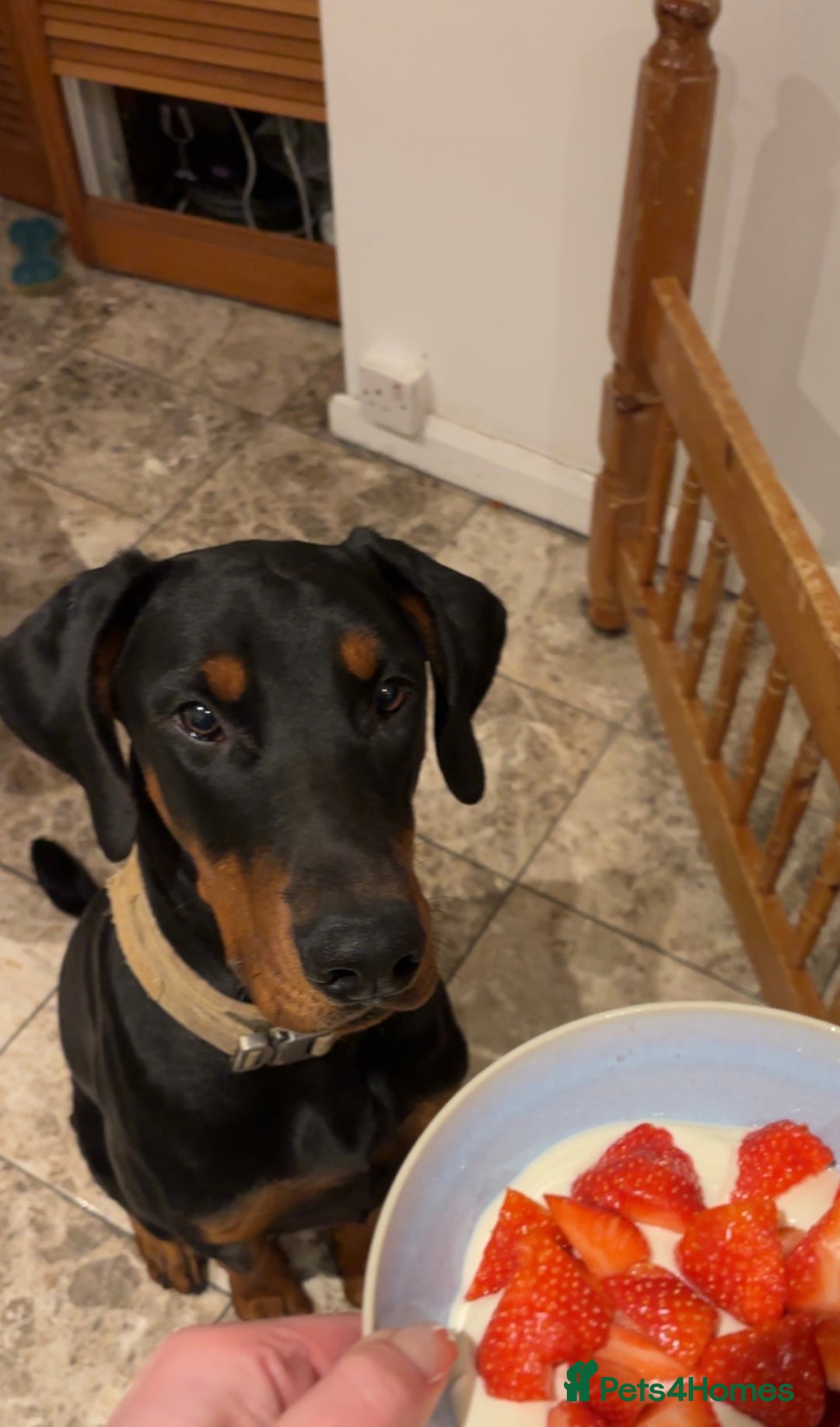 Dobermann dogs for sale: Beautiful Doberman boy for rehome - Advert 2