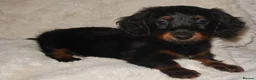 Miniature Dachshund dogs for sale: Miniature dachshund puppies - Advert 6