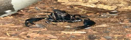 Scorpions invertebrates for sale: Asian forest scorpion  - Advert 3