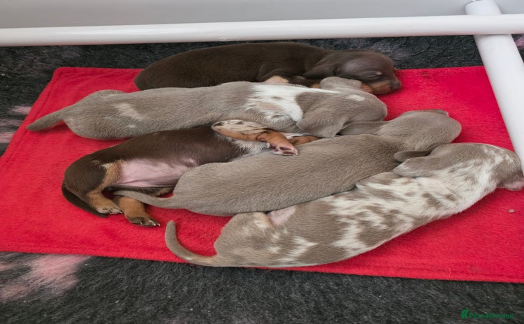 Miniature Dachshund dogs - Advert 1