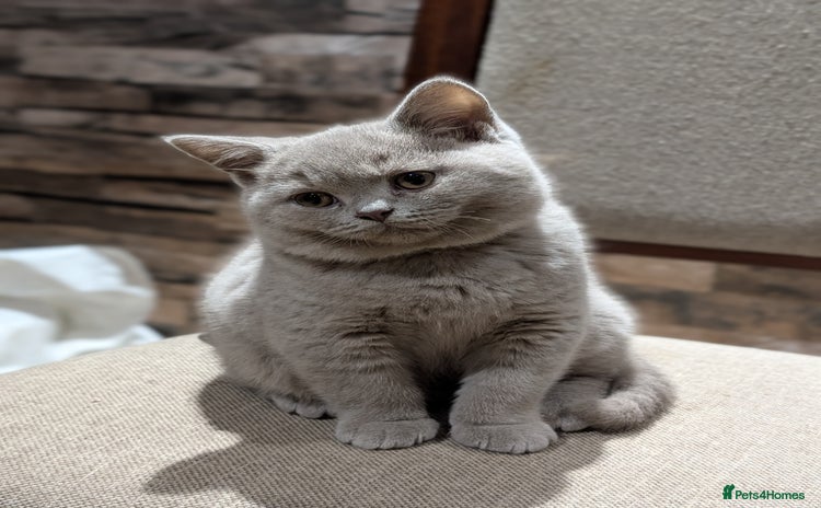British Shorthair cats GCCF Pedigree BSH chocolate, lilac kittens 💙🩷 - Advert 10