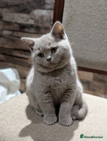 British Shorthair cats GCCF Pedigree BSH chocolate, lilac kittens 💙🩷 - Advert 2