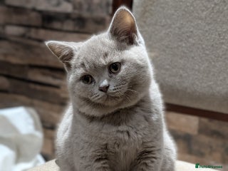 British Shorthair cats GCCF Pedigree BSH chocolate, lilac kittens 💙🩷 - Advert 18