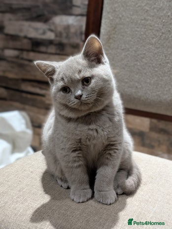 British Shorthair cats GCCF Pedigree BSH chocolate, lilac kittens 💙🩷 - Advert 10