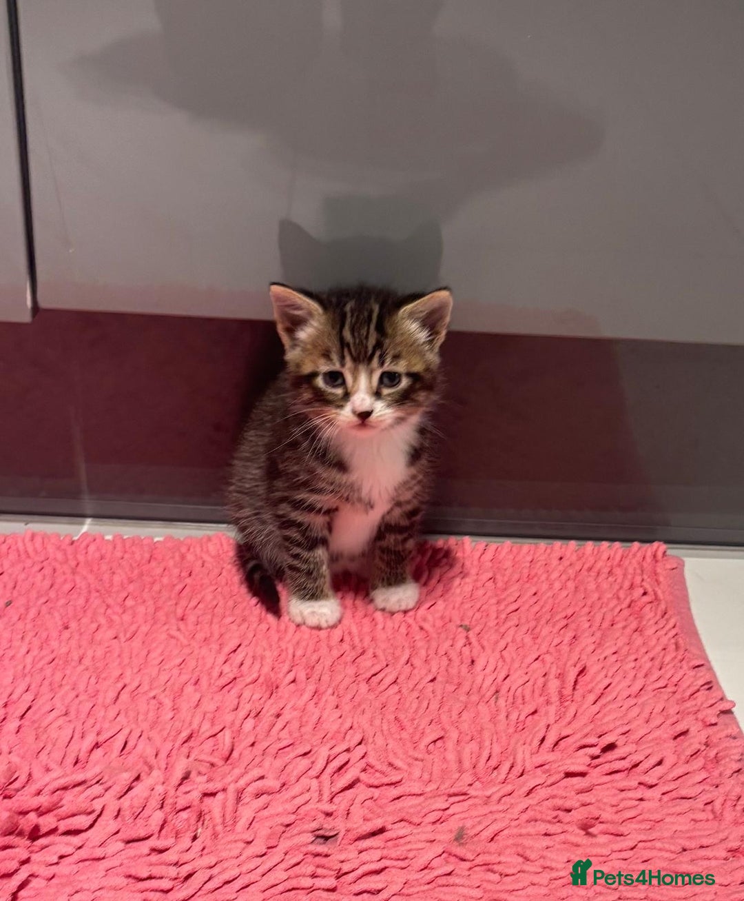 Mixed Breed cats for sale: Kittens ready for a new home  - Image 5