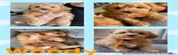 Havapoo dogs for sale: READY NOW Gorgeous Rare Havapoo 3 LEFT  - Advert 12
