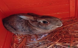 Netherland Dwarf rabbits for sale: Rehoming an adorable Netherland dwarf 🤍 - Image 2