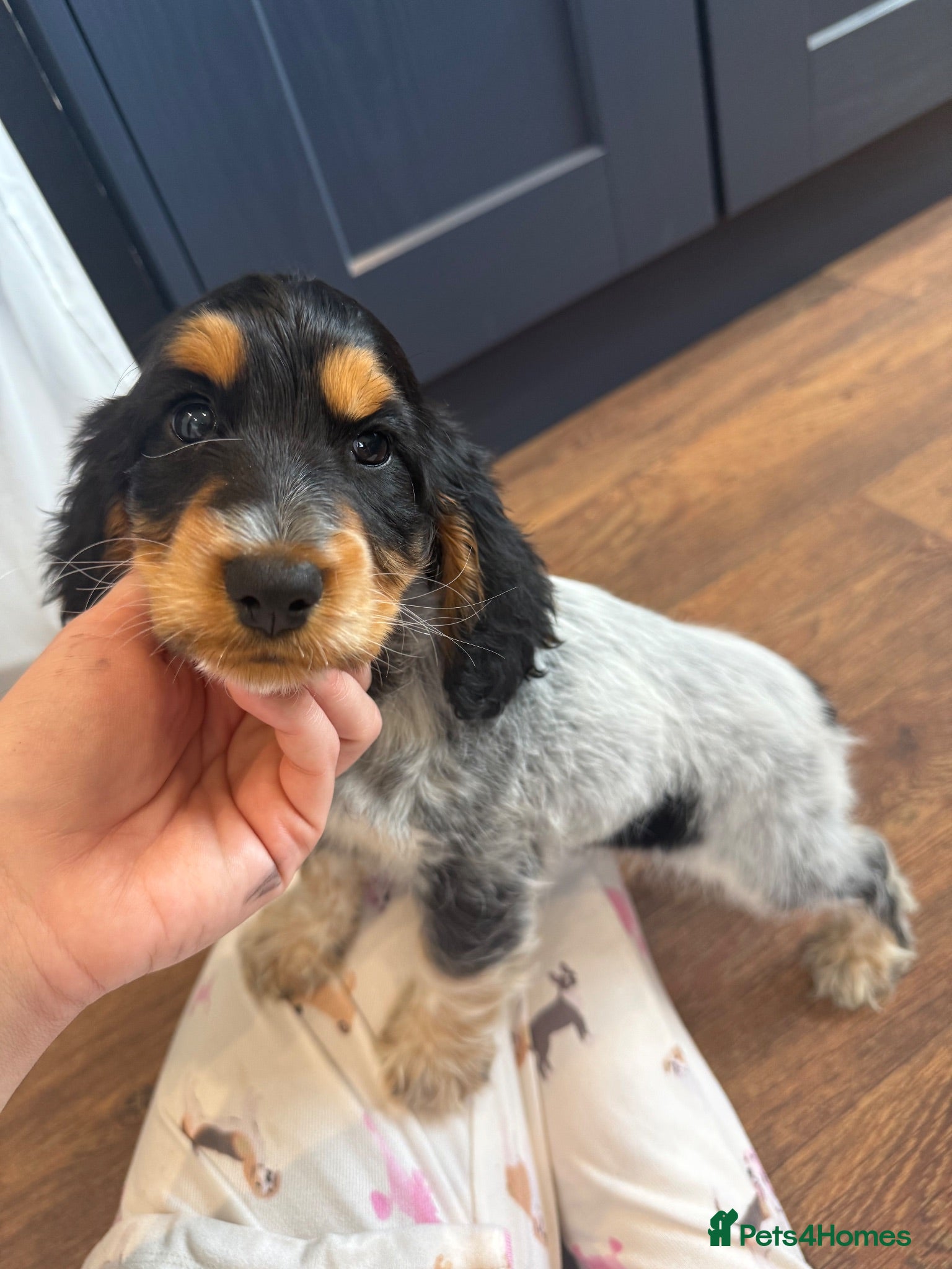 Cocker Spaniel dogs  Ready Now Last one KC Show Cocker Spaniel  - Advert 1