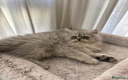 Persian cats for sale: Super cute Persian chinchilla kittens for Sale - Image 12