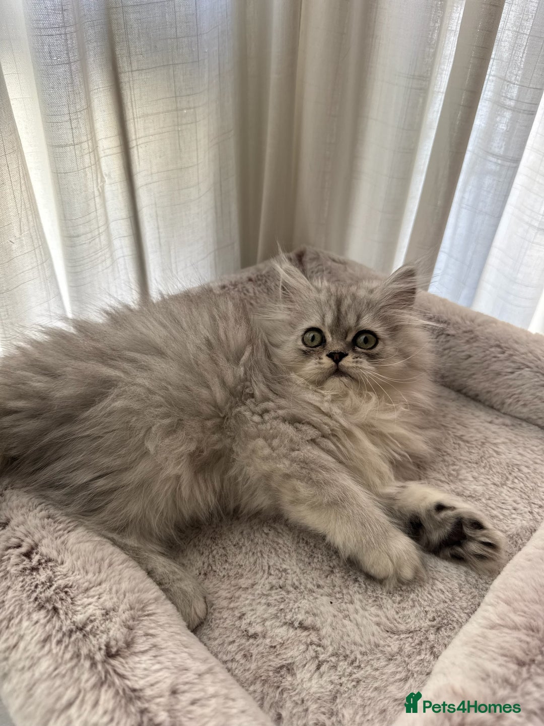Persian cats for sale: Super cute Persian chinchilla kittens for Sale - Image 12