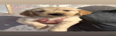 Goldendoodle Puppy girl 1 