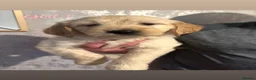 Goldendoodle dogs for sale: Beautiful medium sized goldendoodle puppies  - Advert 3