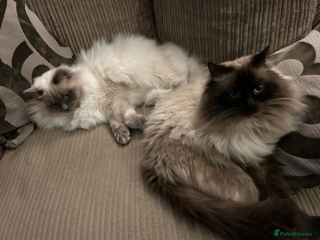 Ragdoll cats for sale: 4 Gorgeous Ragdoll Kittens **Ready to go now** - Image 12