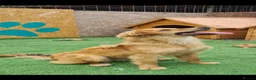 Golden Retriever dogs for adoption: Tally female.  - Advert 2