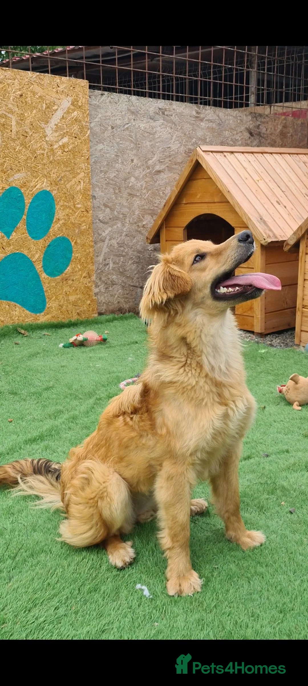 Golden Retriever dogs for adoption: Tally female.  - Advert 2
