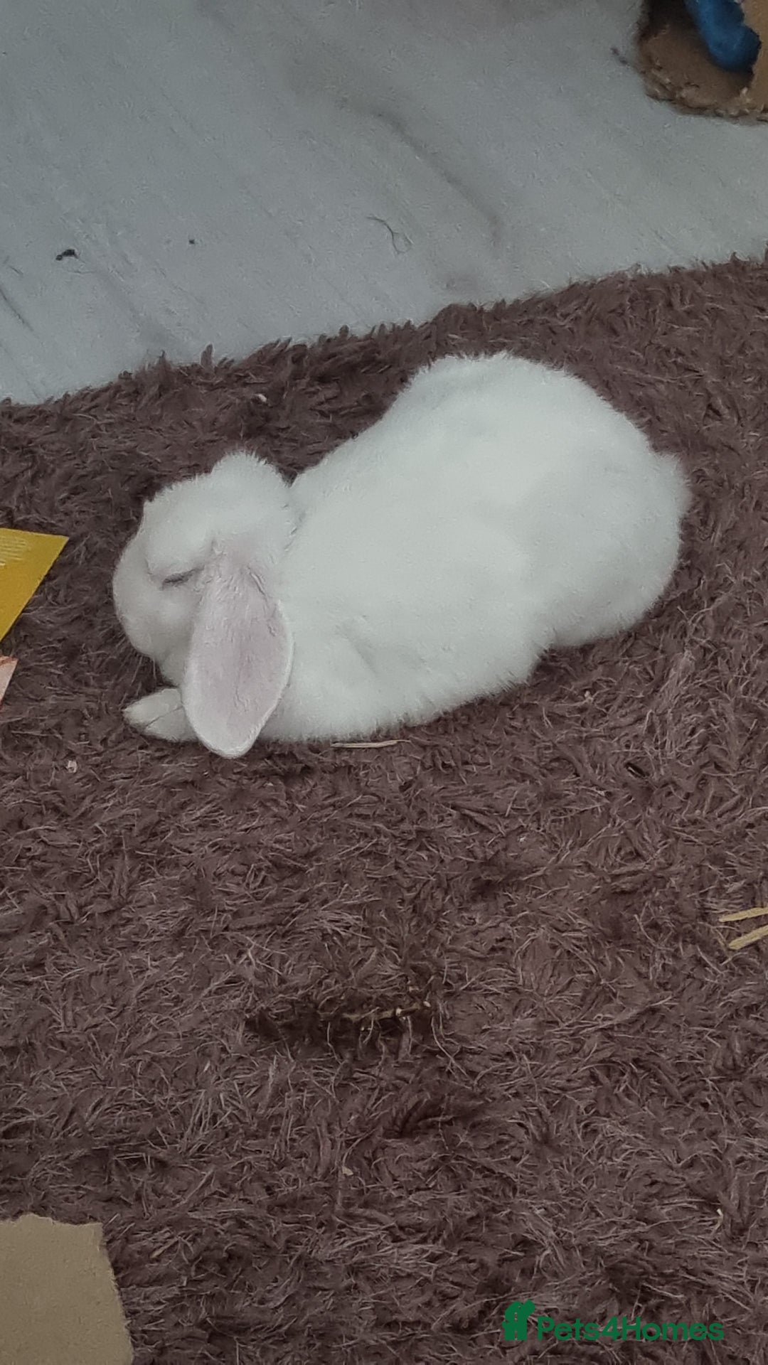 Dwarf Lop rabbits for sale: Pure Breed White Dwarf Lop with blue eyes - Advert 8