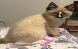Ragdoll cats for sale: Stunning male ragdoll - Image 1