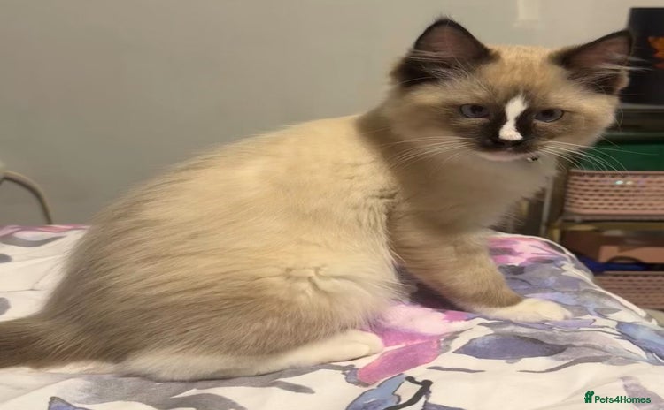 Ragdoll cats - Advert 1
