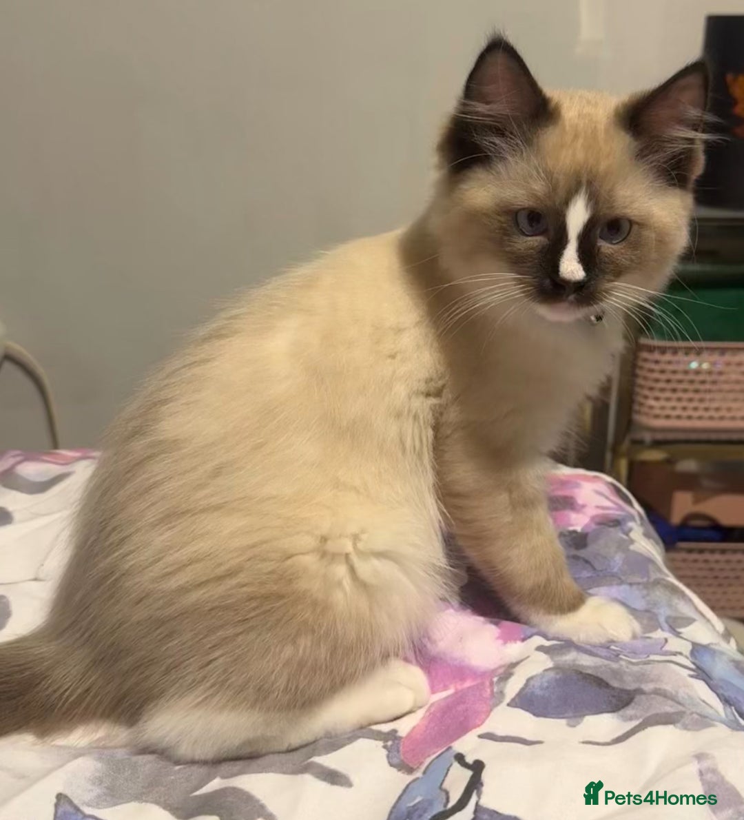 Ragdoll cats for sale: Stunning male ragdoll - Image 1
