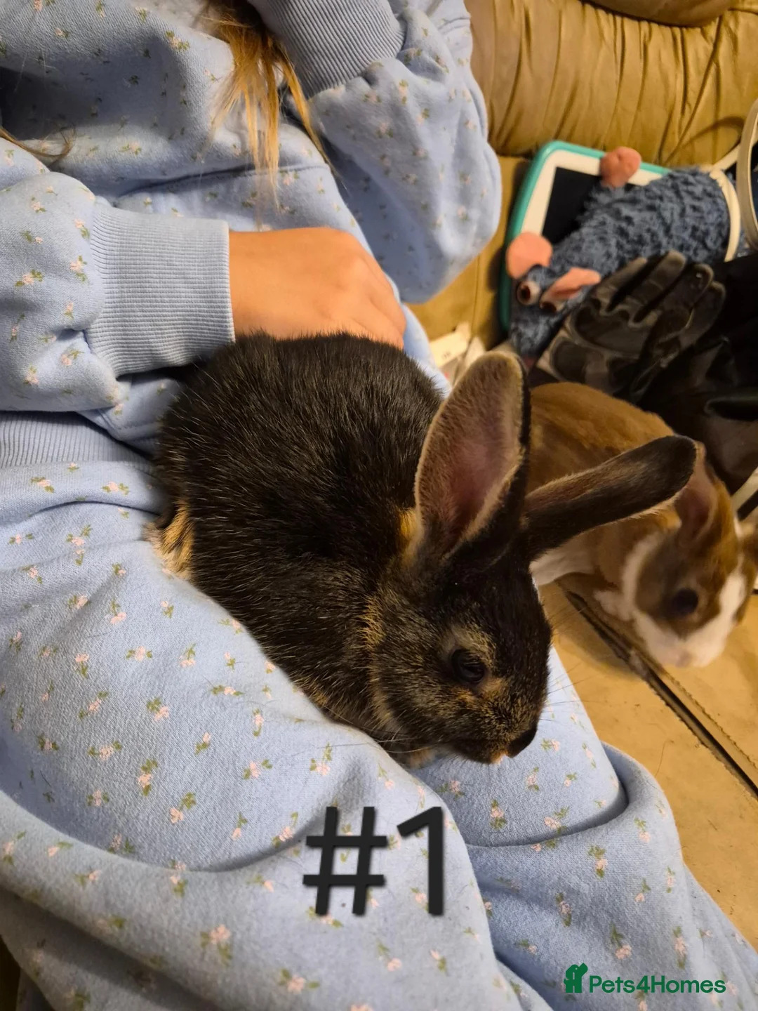Mixed Breed rabbits for sale: 3 Cute Baby Mini Lop X English Rabbits - Advert 2