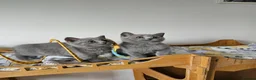 British Shorthair cats for sale: Beautiful British shorthair blue kittens NEUTERED - Advert 4
