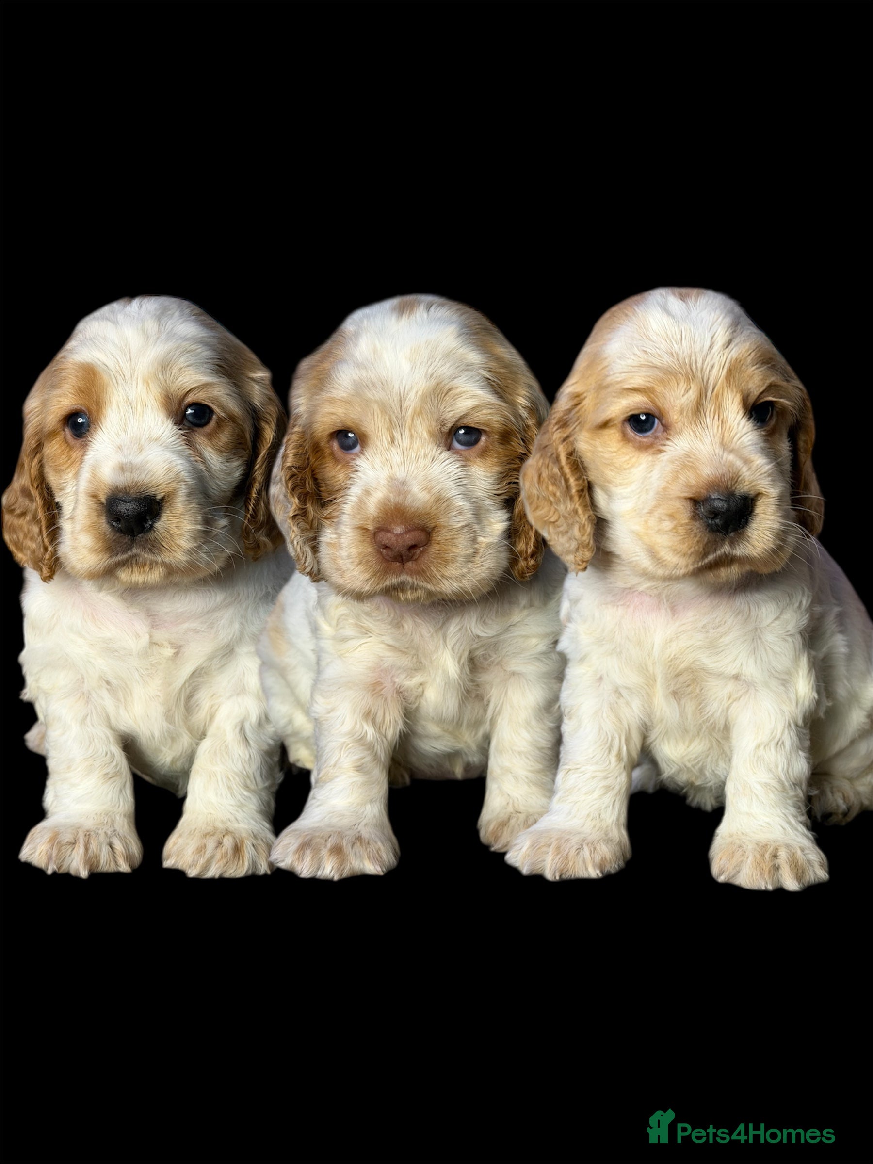 Cocker Spaniel dogs KC Registered & Fully DNA tested  - Advert 3
