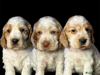 Cocker Spaniel dogs KC Registered & Fully DNA tested - Advert 3