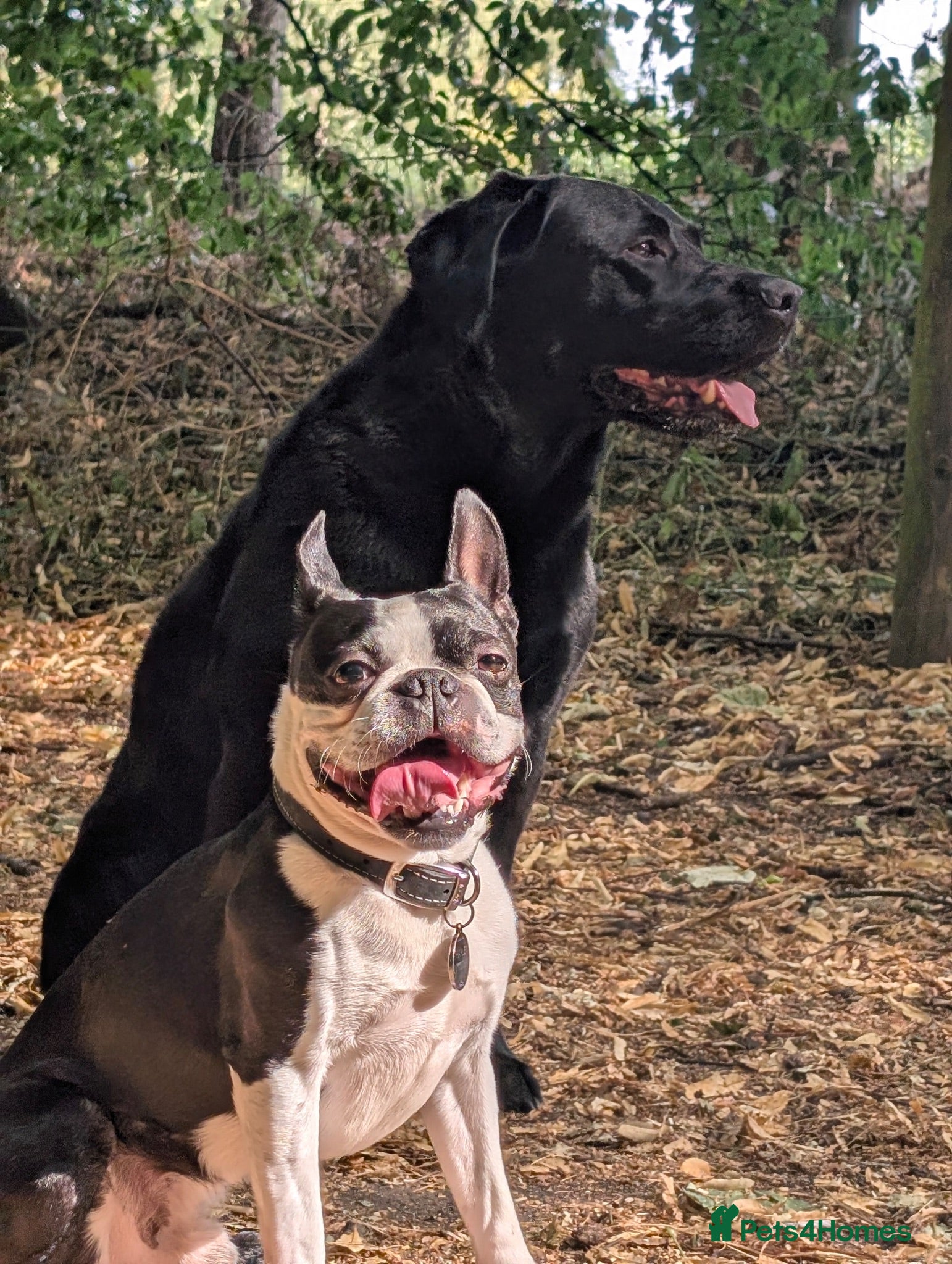 Boston Terrier dogs Harley - Boston Terrier - 7 Years Old - Advert 6