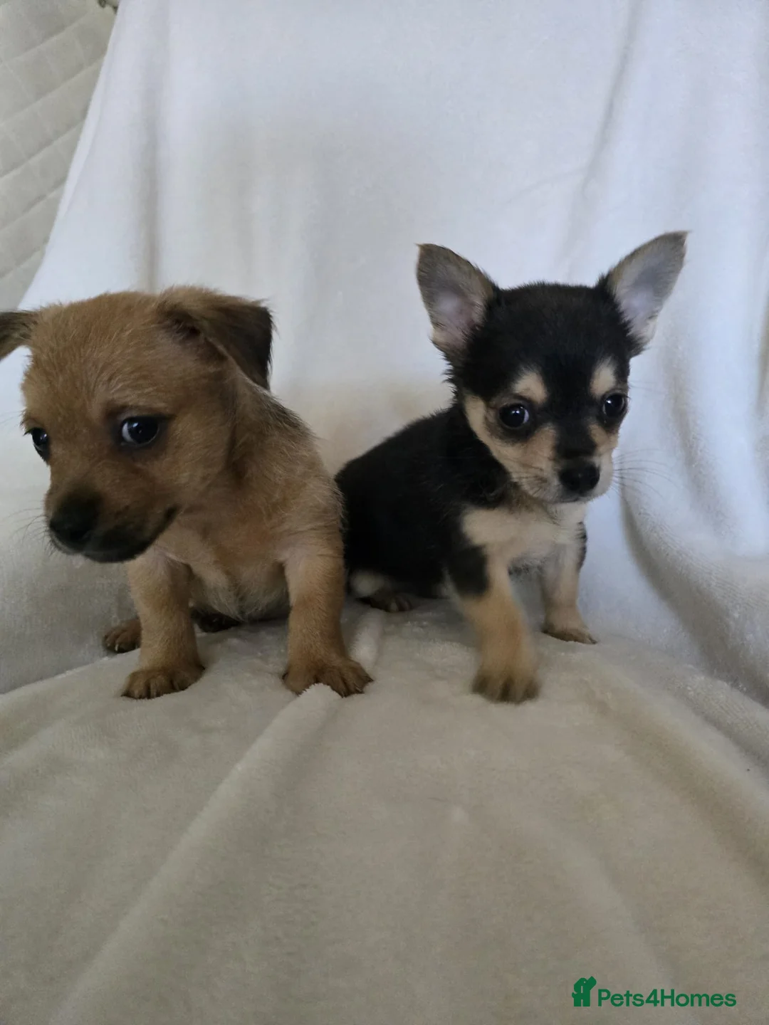 Chihuahua dogs for sale: Chihuahua puppies  - Advert 8