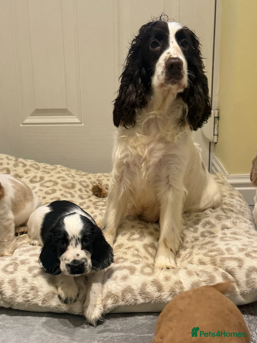 Cocker Spaniel dogs for sale: OUTSTANDING ADORABLE SHOW TYPE COCKER SPANIEL  - Advert 8
