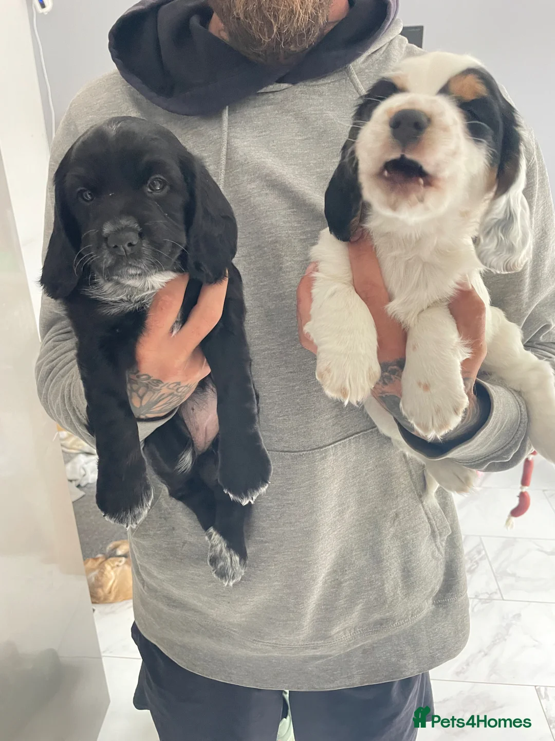 Cocker Spaniel dogs for sale: 2 Stunning Working Cocker Girls! in Maidstone - Advert 1