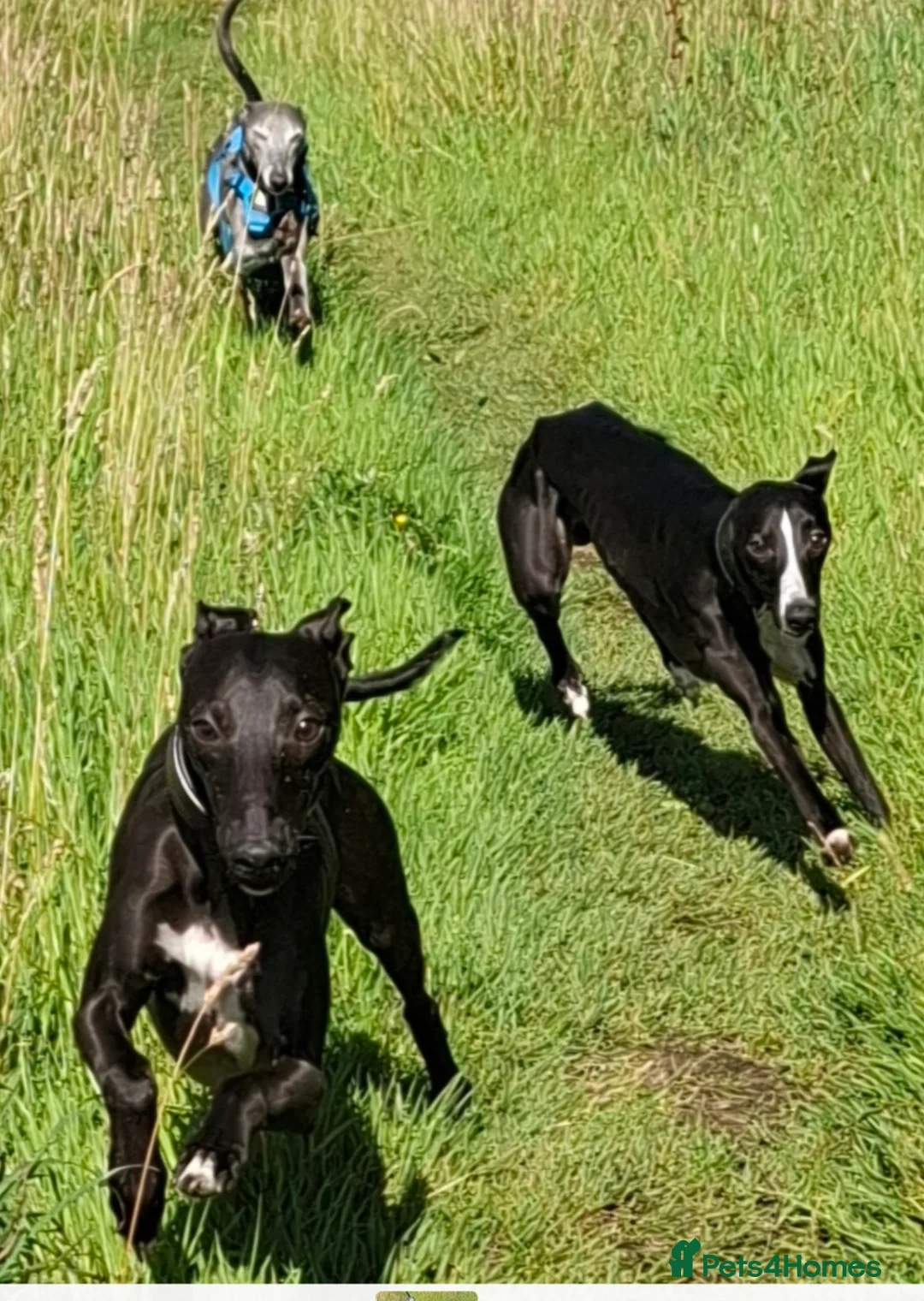 Whippet dogs for stud: Eidynrock Sangoma with Silkspun ,Sportingbred.X in Glasgow - Advert 28