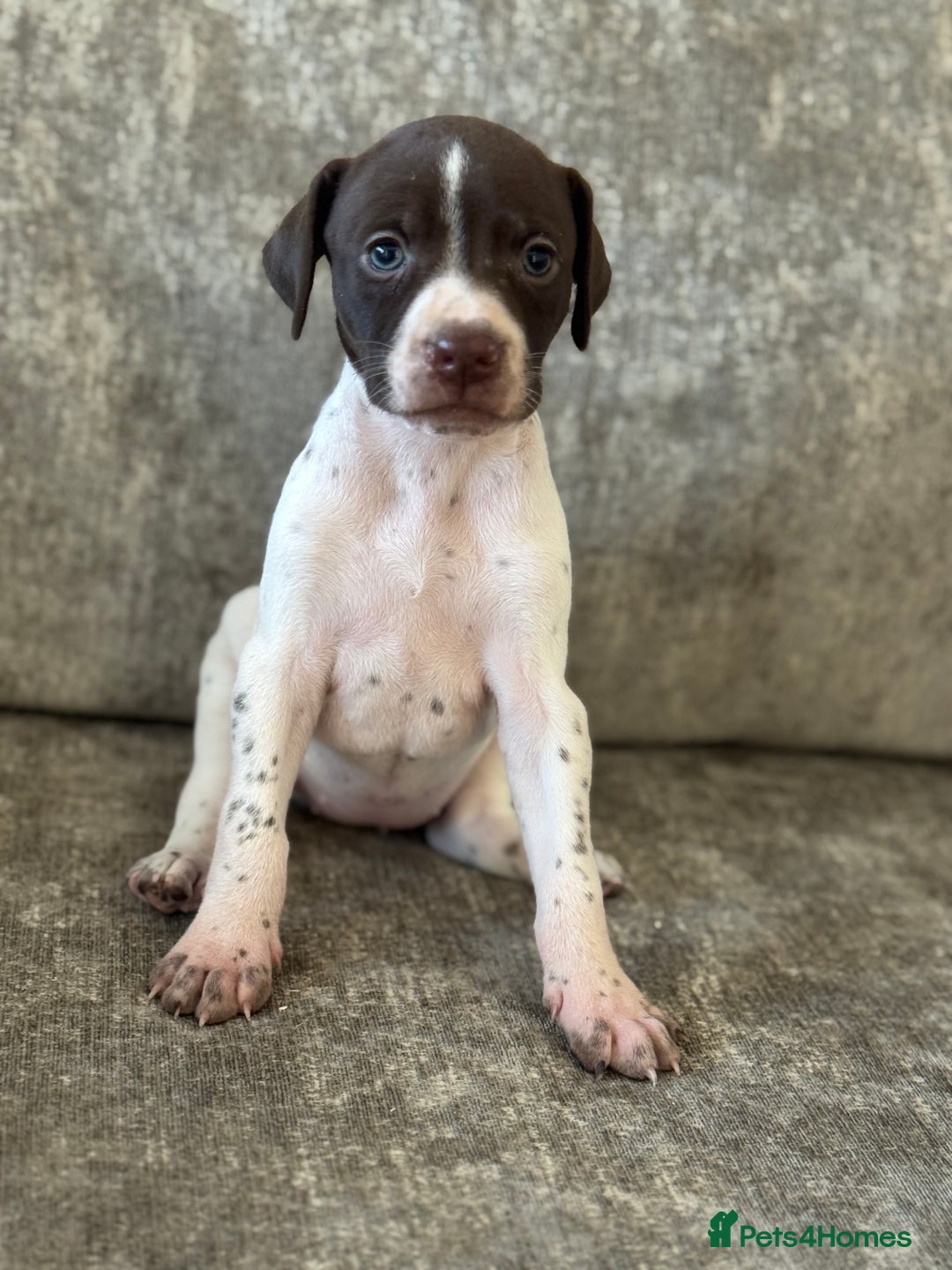 Pointer dogs for sale: BEAUTIFUL PEDIGREE POINTER PUPPIES - Image 9