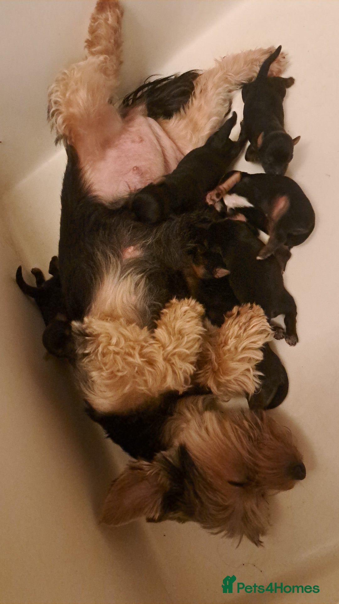 Yorkshire Terrier dogs for sale: Pedigree Yorkshire terrier puppy's  - Advert 13