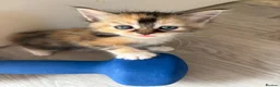 Mixed Breed cats for sale: Affectionate & Beautiful Ragdoll X Kittens - Advert 3