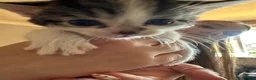 Mixed Breed cats for sale: Beautiful babies ready for collection - Advert 8