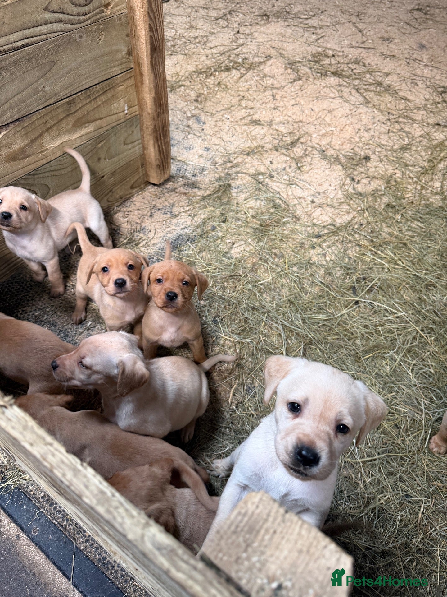 Labrador Retriever dogs for sale: Beautiful Baby Ladradors  - Advert 1