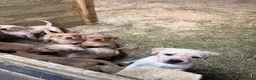 Labrador Retriever dogs for sale: Beautiful Baby Ladradors  - Advert 1