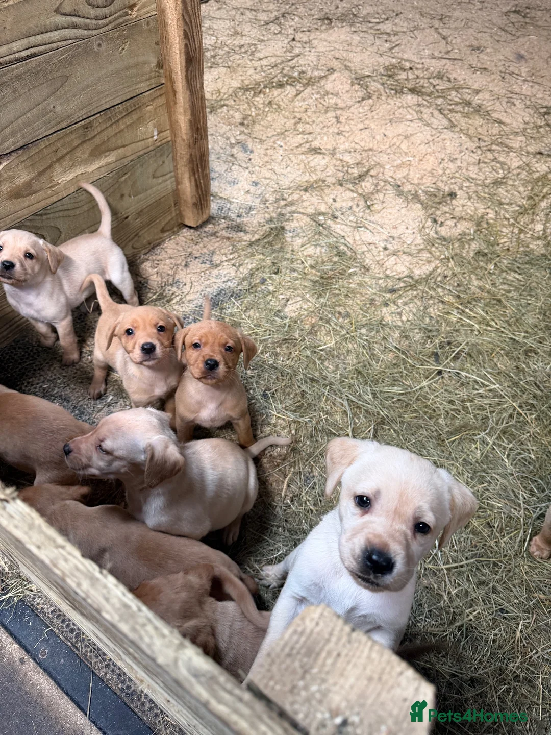 Labrador Retriever dogs for sale: Beautiful Baby Ladradors  - Advert 1