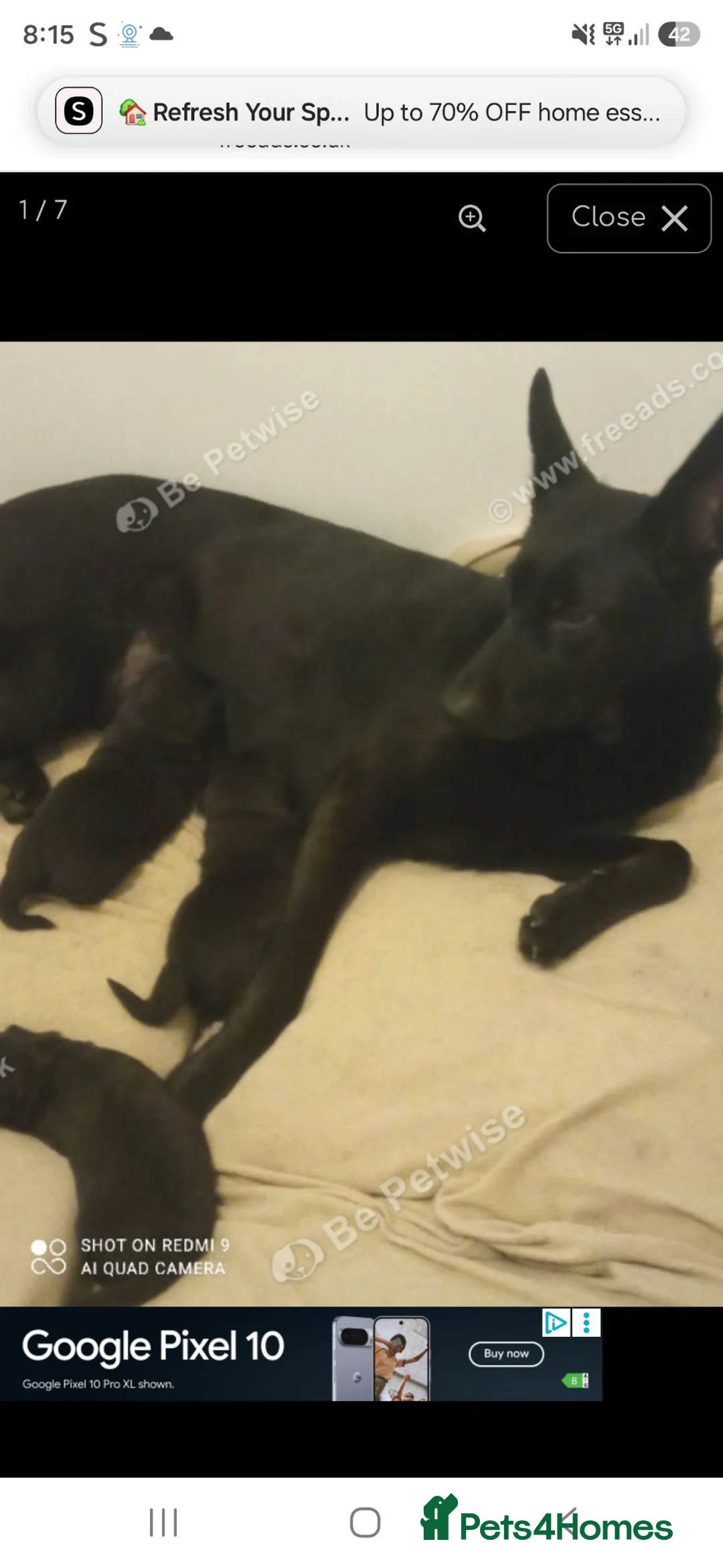 German Shepherd dogs for sale: German shepherd pup - Advert 1