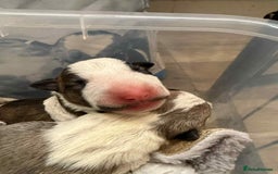 English Bull Terrier dogs for sale:  English bull terrier puppies  - Image 5