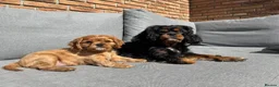 Cavalier King Charles Spaniel dogs for sale: Cavalier king Charles puppies - Advert 2
