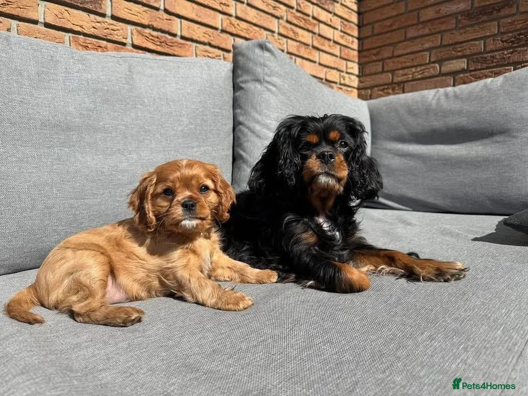 Cavalier King Charles Spaniel dogs for sale: Cavalier king Charles puppies - Advert 2