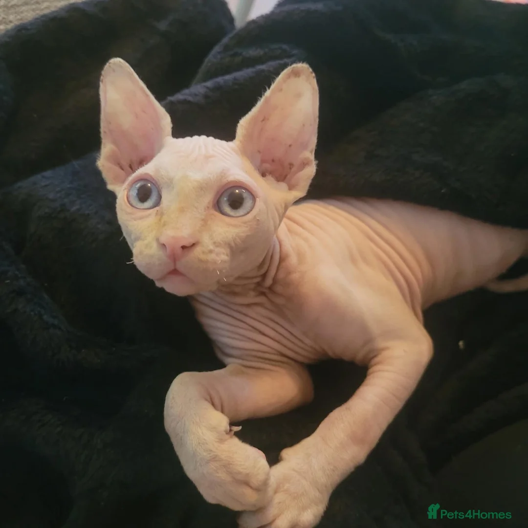Sphynx cats for sale: Spynx male cat  - Advert 3