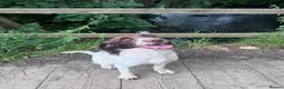 English Springer Spaniel dogs for sale: Beautiful Liver & White Springer Spaniel Puppies - Advert 13