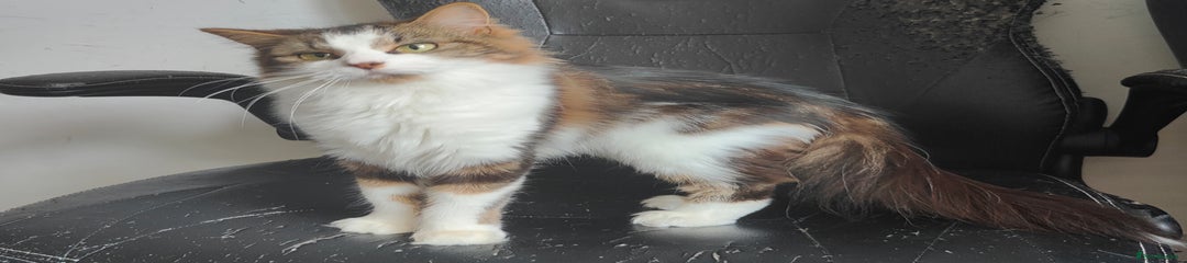 Norwegian Forest Cat