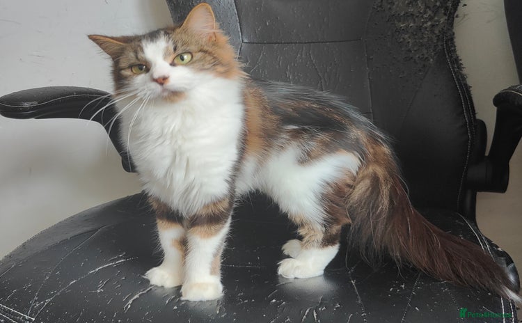 Maine Coon cats - Advert 5