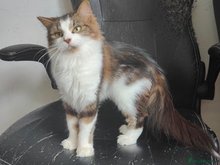 Maine Coon cats - Advert 5